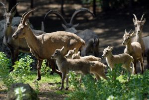 Wildpark Gangelt