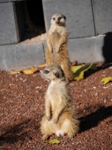Aachener Tierpark Zoo Wildfreigehege
