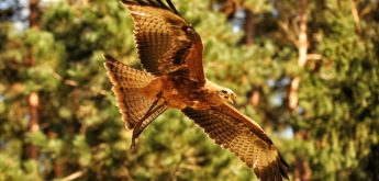 Wildpark Gangelt