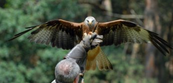 Wildpark Gangelt
